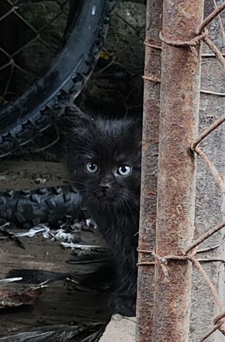 Отдам в хорошие руки котят