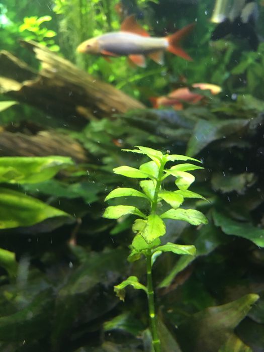 Растения аквариумные