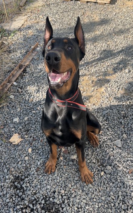 Чистокровий, хлопець, Доберман