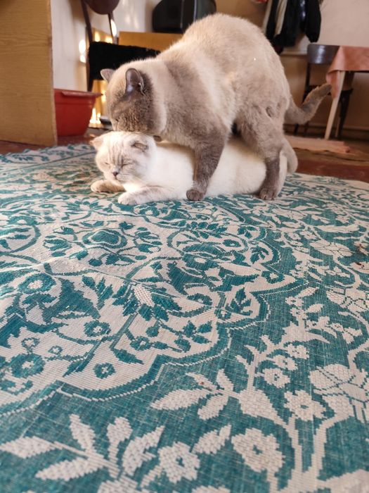 Шотландський прямовухий/в'язка