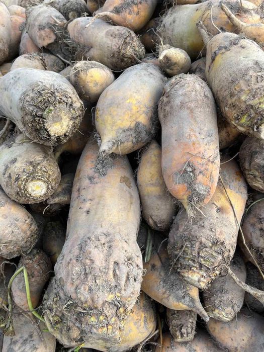 Продам кормовий буряк