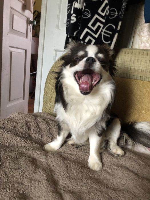 Мальчик чихуахуа  Готов к вязке с достойными невестами.