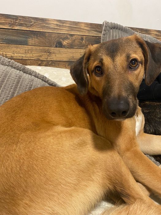 Dou cadelinha de 1 ano