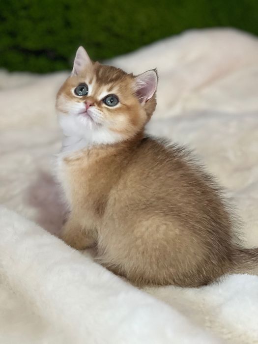 British golden shorthair