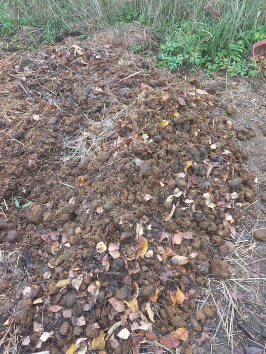 Sprzedam czysty obornik na worki