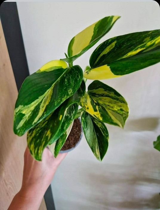 Monstera Standleyana Yellow Variegata