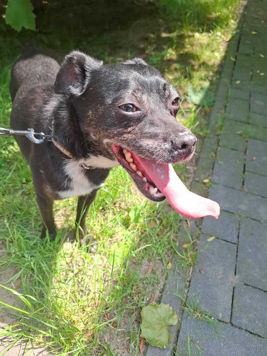 sześcioletnia małych rozmiarów pinczerka Żabka, która dogaduje się z psami, pięknie współpracuje z dziećmi do adopcji