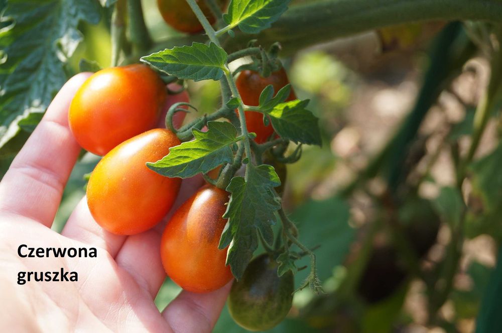 Nasiona pomidorów Bawole serce i inne