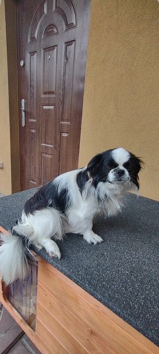 Pekińczyk szczeniak