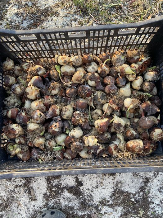 цибулі тюльпанів MIX