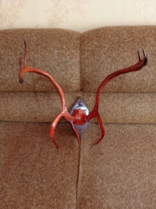 Роги оленя для декору