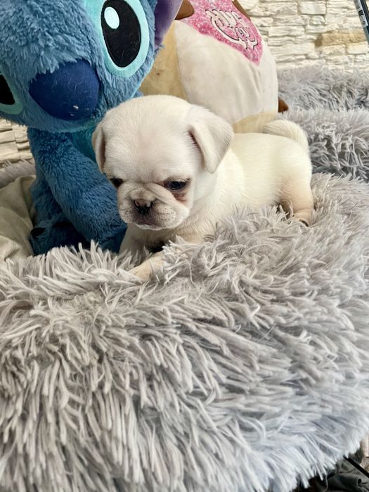 Mops biały samiec unikat