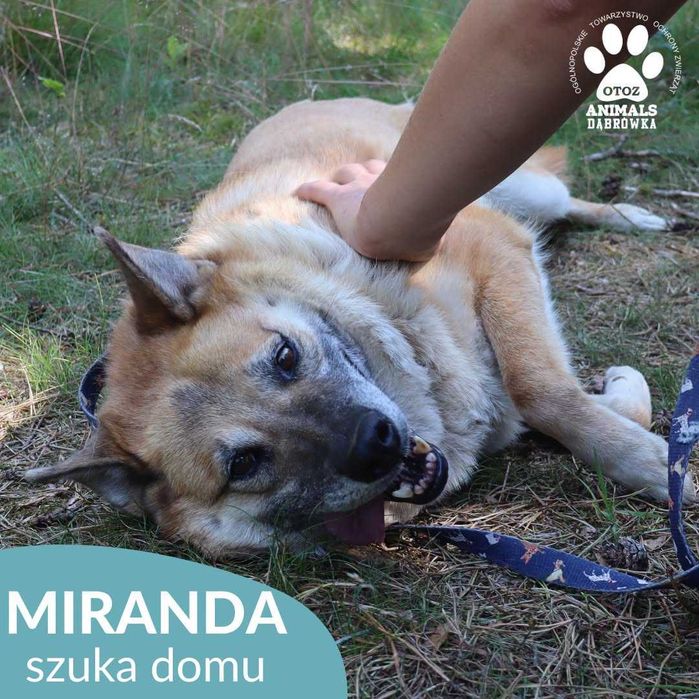 Miranda szuka domu !