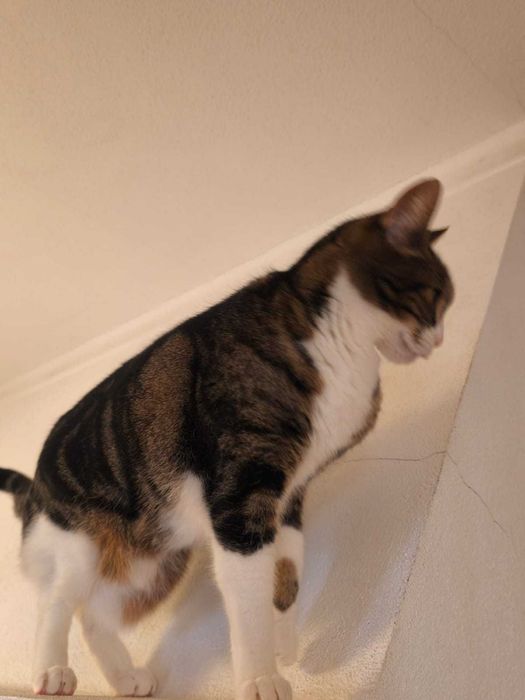 Gatinha doce e serena procura lar tranquilo