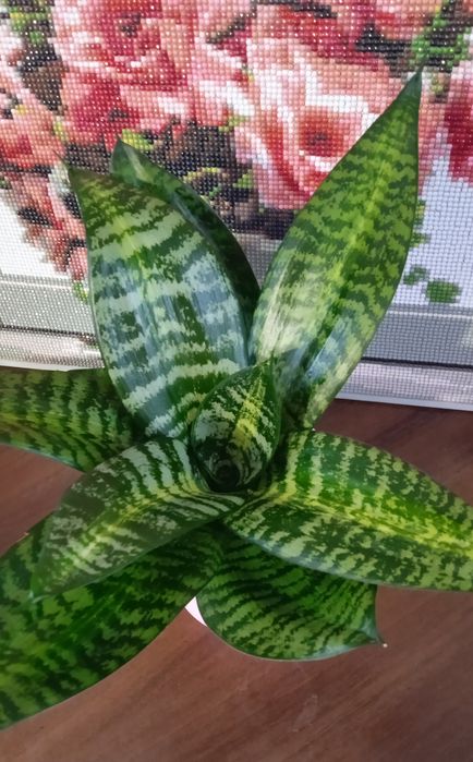 Блек Голд вузьколистий