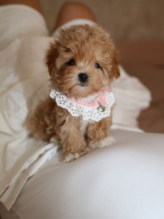 Эксклюзив!Карамельная микро куколка мальтипу/ •MICRO MALTIPOO WASABI•