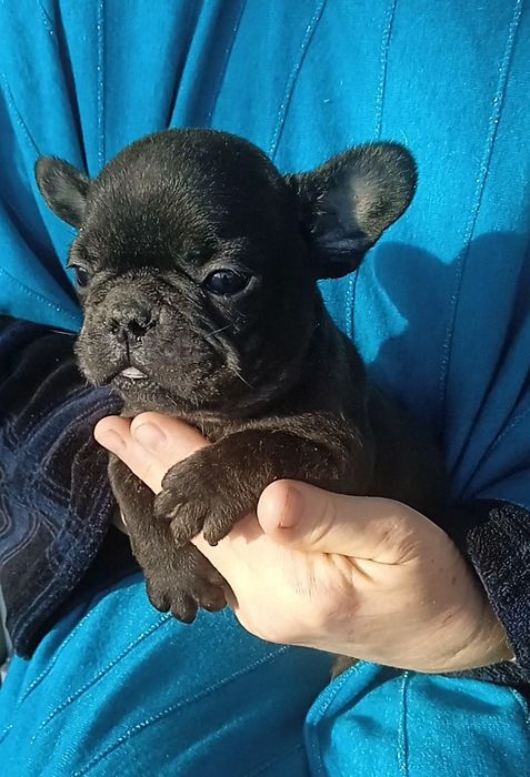 Найкращий  бульдожок