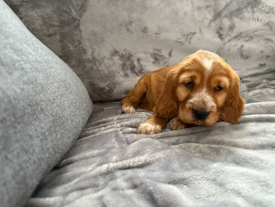 Cocker spaniel szczeniak