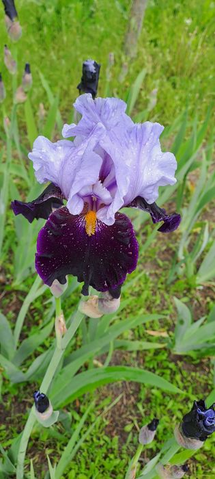 Ирисы сортовые продаю