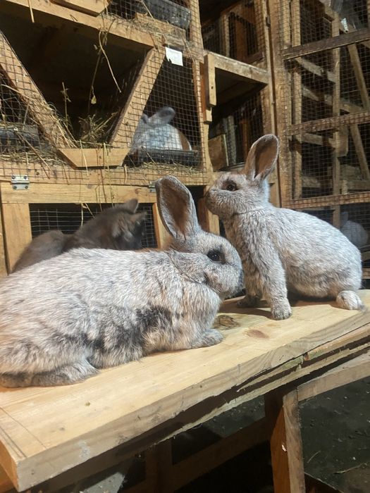 Велике Світле Срібло