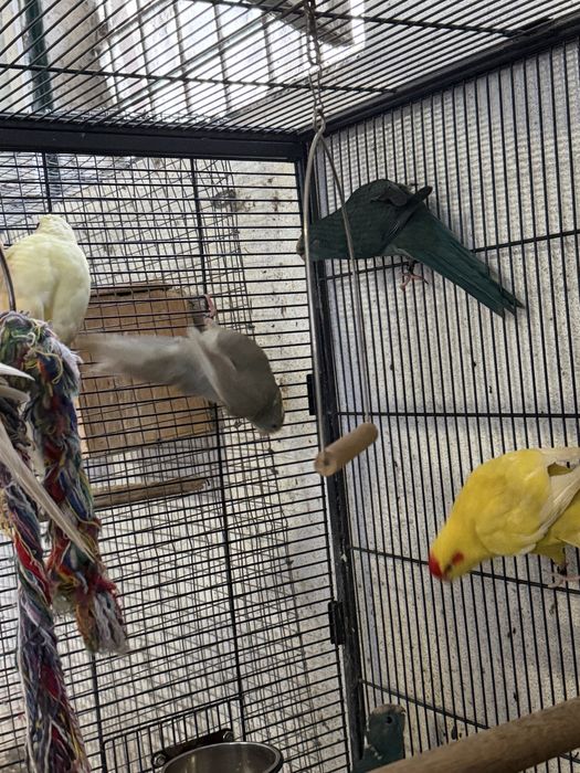 Varios kakarikis disponiveis