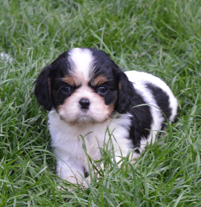Cavalier king Charles spaniel Piesek