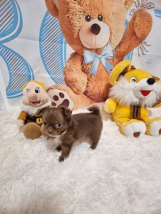 Chihuahua macho chocolate  miniatura de pêlo comprido com Pedigree
