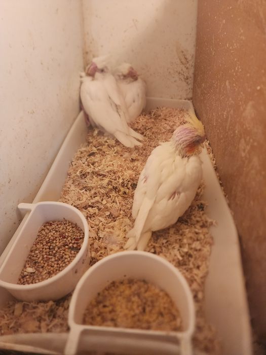 Caturras domesticadas