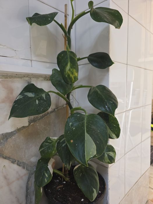 Philodendron White Wizard