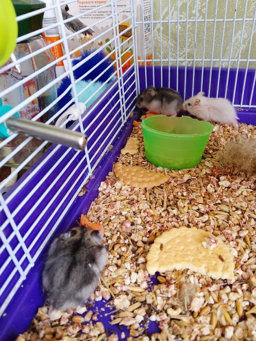 Джунгарский хомяк