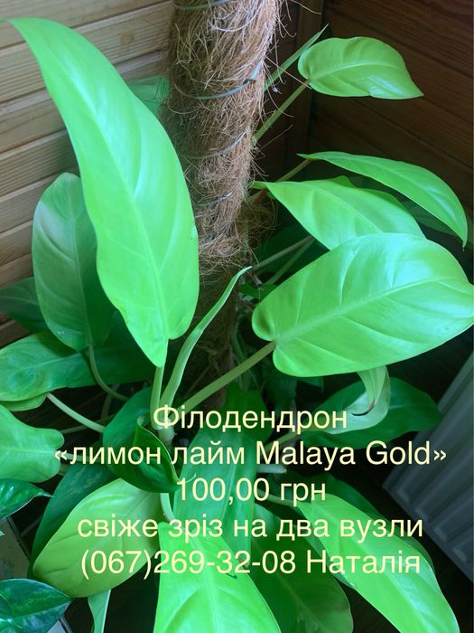 Філодендрон види