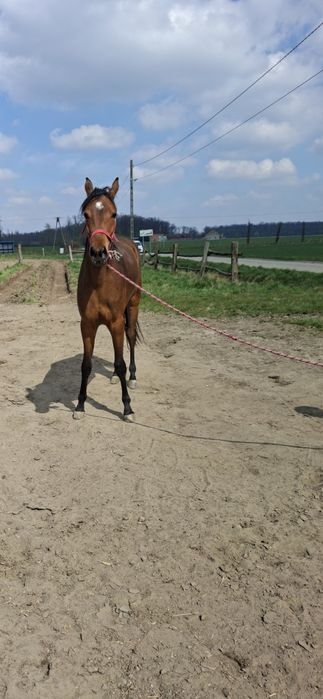 Sprzedam ( zamienię)  bardzo ładną klacz o imieniu Pasja