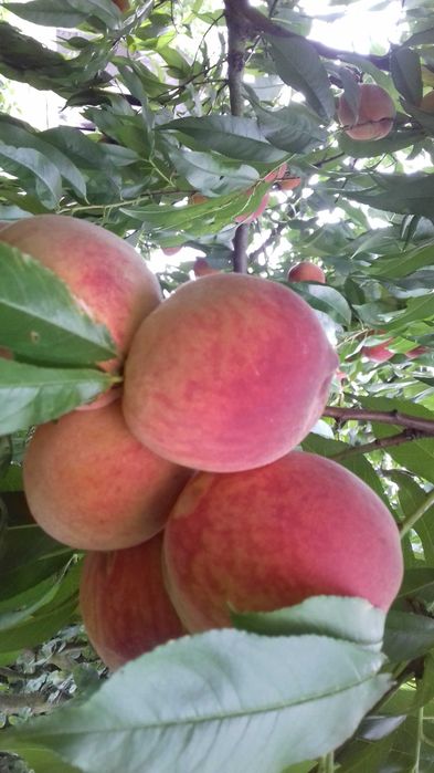 Dżem z brzoskwiń BEZ DODATKU CUKRU, domowy, 300 g