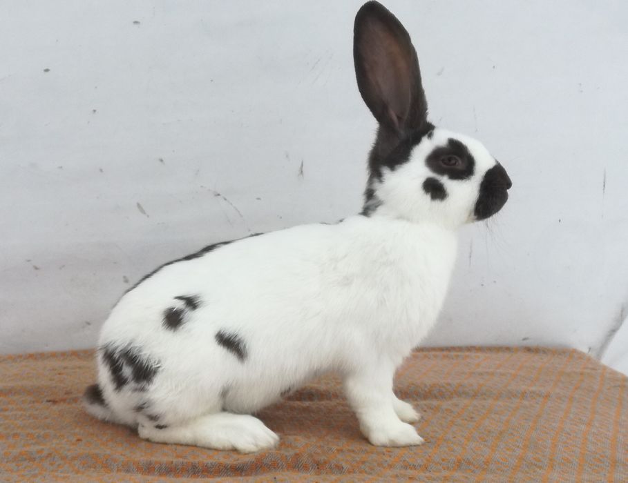 Немецкий строкач гавана