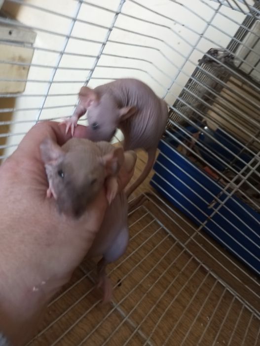 КрысьиДетки#ИщутЛюдейДляЛюбви#СфинксыСимбиоты#