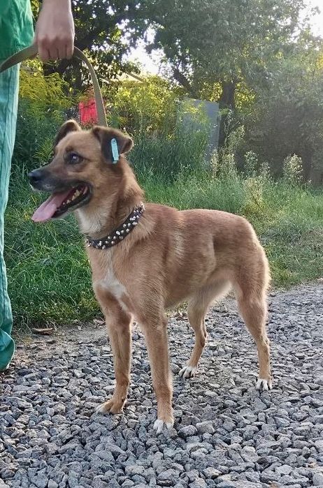 Буся шукає родину