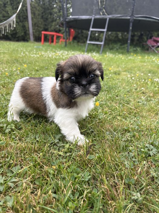 Shih tzu suczka do rezerwacji
