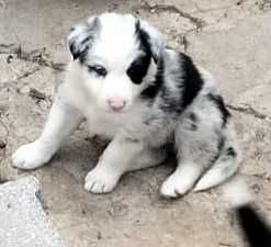 Cachorrinha border collie blue merle com olho azul