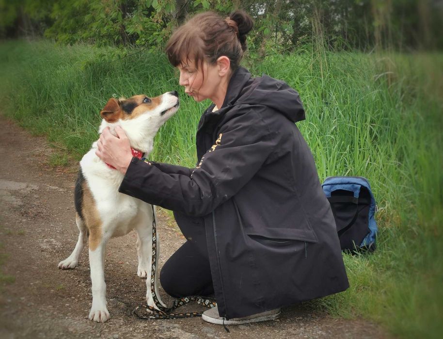 Rio - trikolorowy przystojniak poleca się do adopcji.