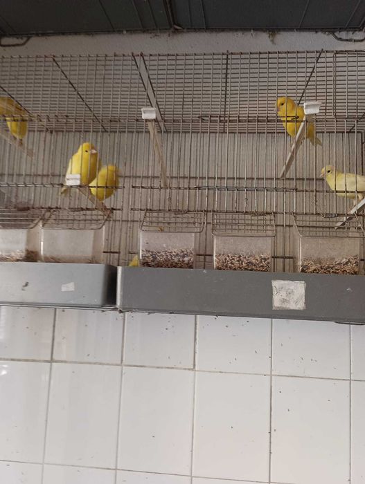 Vendo canários femeas, se for todos fica mais barato