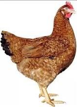 Інкубаційні Яйця Домінант Бурий Чехія