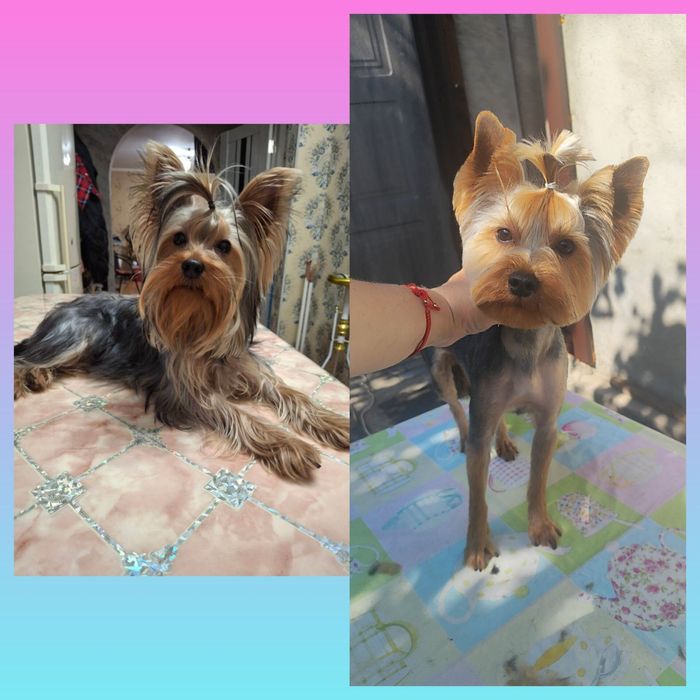 Йорик мальчик ищет себе невесту!