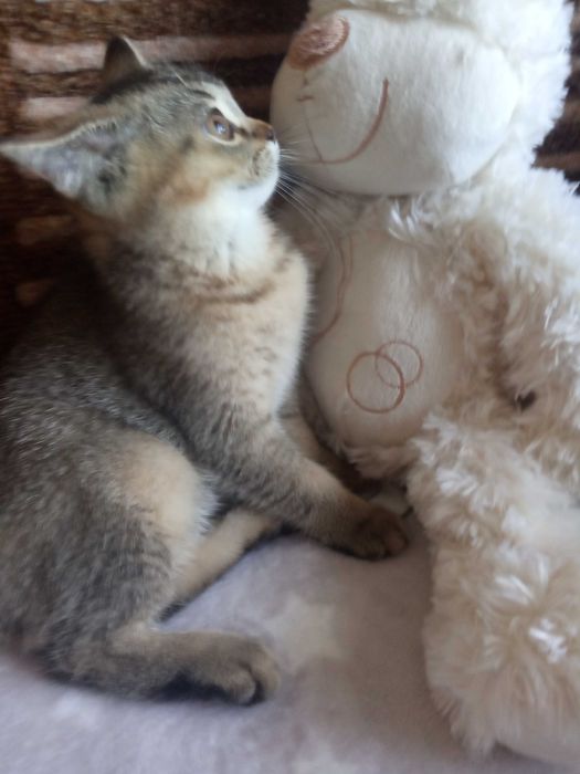 Кошечка британская шиншиловая