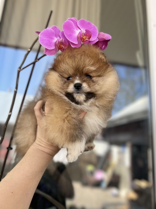 Рудий хлопчина шпиць