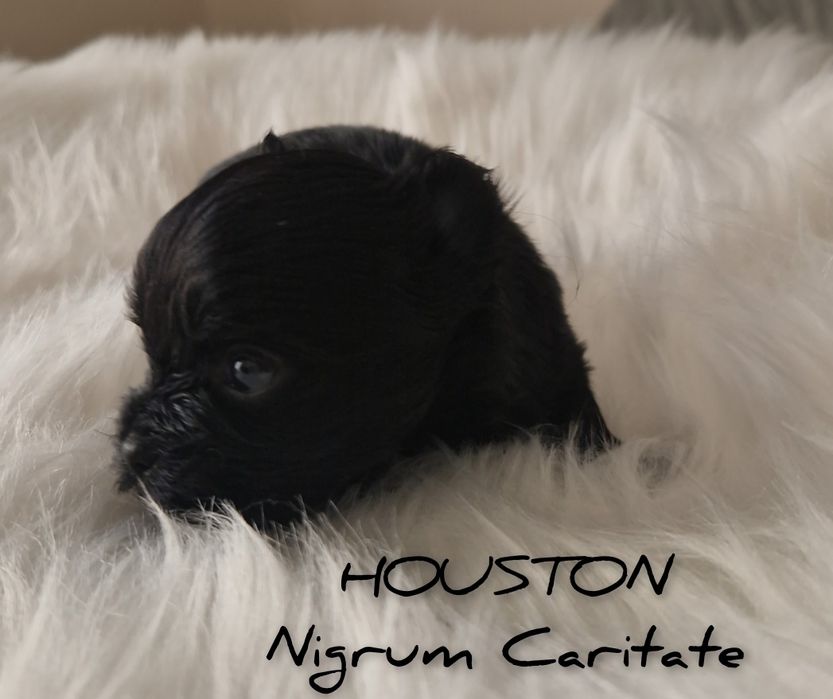 York black mini boy czarny mini chłopczyk