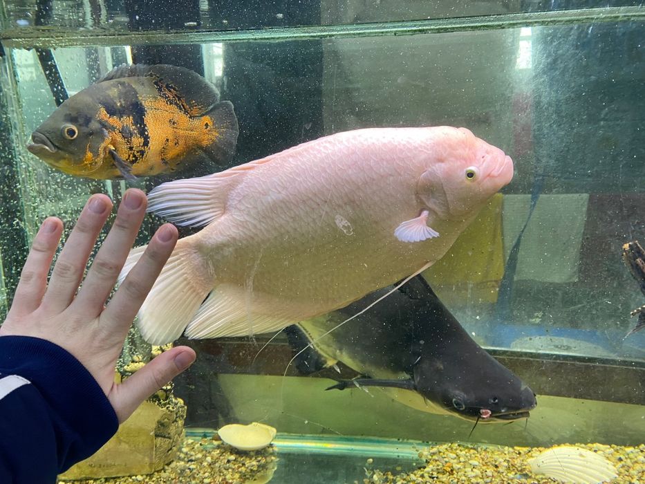 Peixes gigantes lindos