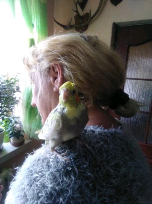 Papugi ręcznie karmione