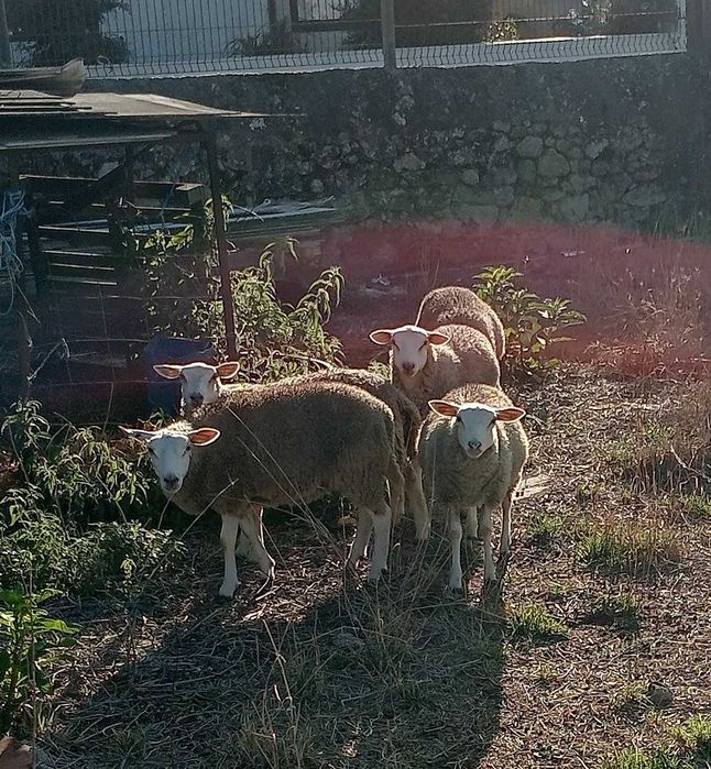 Vendo borregas texel puras