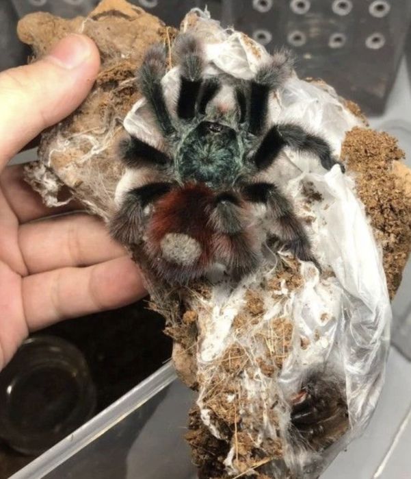 Ptaszniki Pajak  Caribena Versicolor L4