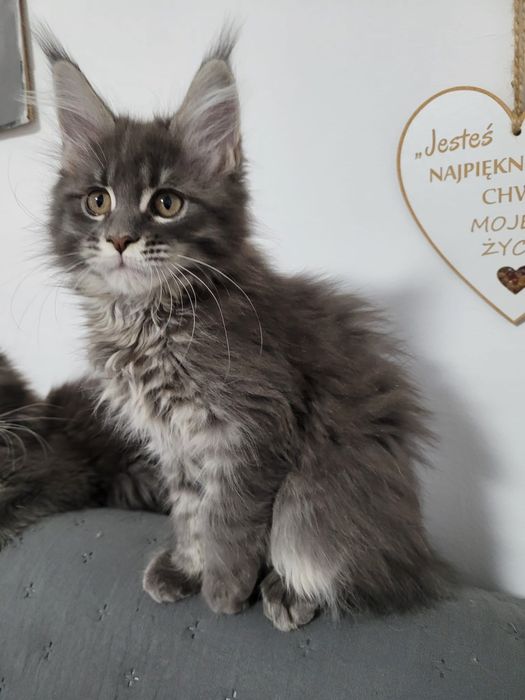 Koteczka bardzo mrucząca